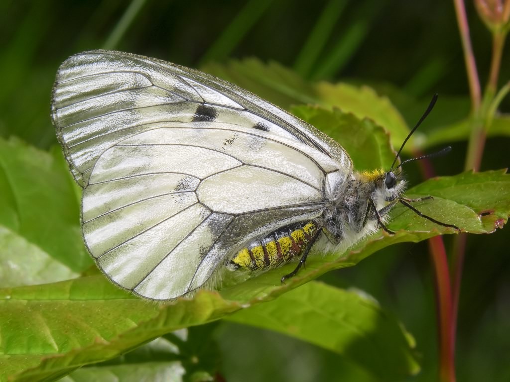 Parnassius mnemosyne (Linnaeus, 1758)